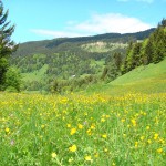 Difficult to beat an alpine meadow in full bloom after a hard time in the mountains