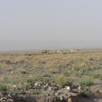 Gobi A place for camels not people Camo